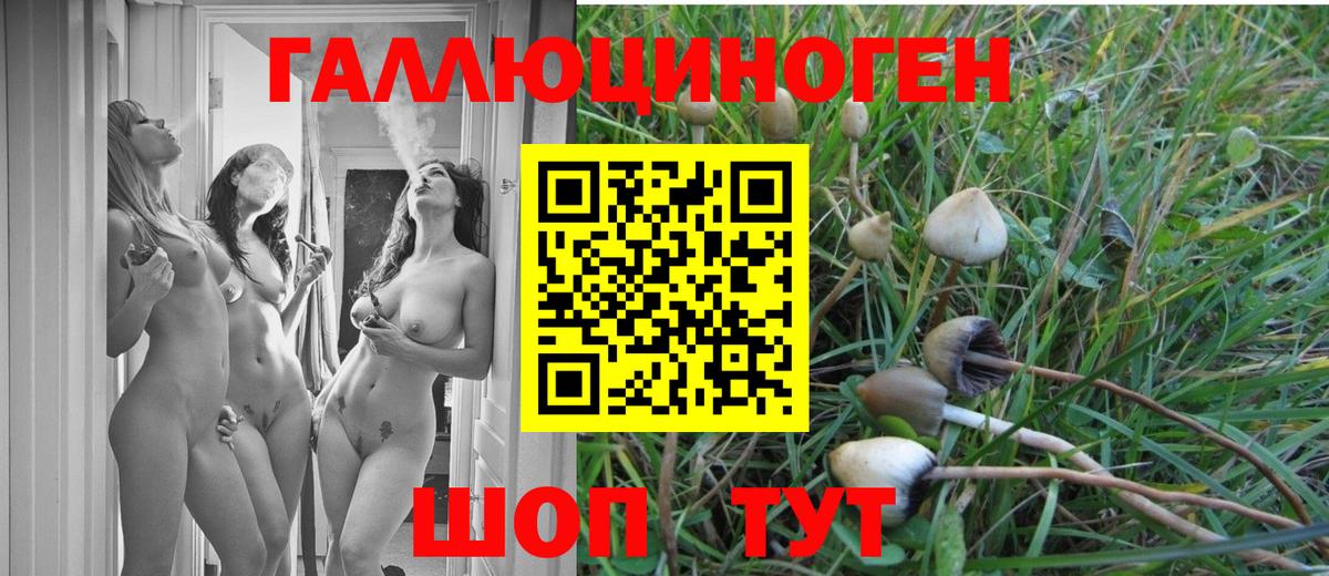 Ачхой-Мартан  Галлюциногенные грибы Magic Shrooms  Псилоцибиновые грибы GOLDEN TEACHER  Вход с VPN 